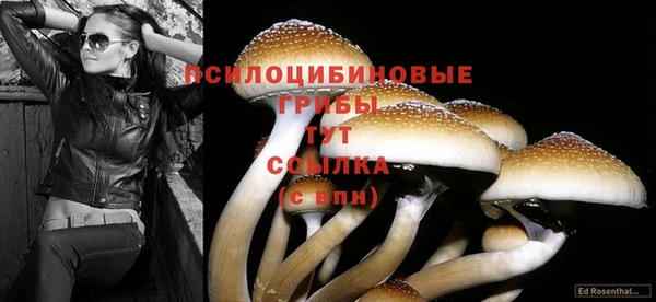 ПСИЛОЦИБИНОВЫЕ ГРИБЫ Алзамай