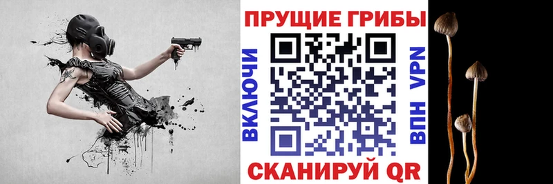 Галлюциногенные грибы Psilocybine cubensis  Бабаево 